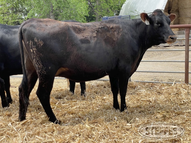 (6 Head) Holstein bred heifers